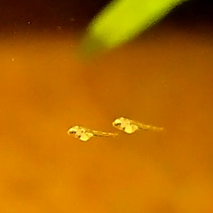 グリーンドワーフシクリッド biotoecus opercularis 繁殖 産卵 孵化