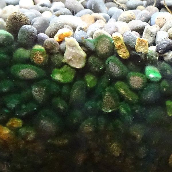 コケ 対策 緑藻 黒髭 藍藻